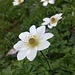 Rauten- oder Korianderblättrige Schmuckblume (Callianthemum coriandrifolium)