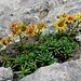 in der Fels-"Wüste": herrliche Alpenflora in der Felsritze