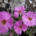 kleine, doch prächtige Alpenblumen