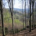 schönes Frühlingsgrün im Isergebirge