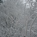 Zweige voller Eiskristalle - gewachsen aus dem feuchten, kalten Nebel.