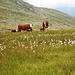 Valle Languard: mucche ed Eriofori in un trionfo di bellezza.