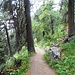 Bel sentiero in splendido bosco scendendo veloce a Pontresina