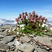 Alpenblumen am Fels 1