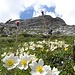 Blumenreich auf Ostflanke des Neuner,2968m,in Fanes Dolomiten.