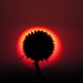 Es finden sich immer wieder andere Objekte für den Sonnenuntergang. Hier eine Kugeldistel (Echinops).

Si trovano sempre altri oggetti per il tramonto. Questo è una Echinops.