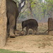 Hier die Elefantenaufzuchtstation. Fehlt auch auf keinem Programmzettel eines Chitwan-Besuchs. Hier ein Unikum, eine Elefanten-Kuh mit zwei Jungen. Das gibts laut Guide nur noch einmal woanders.....