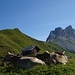 Golrosa-Alp