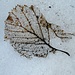 wunderbare Netzaderung eines verirrten Blattes im Schnee