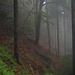 Nebelstimmung im Böhmischen Wald