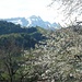Kirschblüte, Öhrli und Säntis