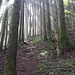 Der Weg führt immer steiler durch den Wald, 500 m HD hinauf bis zum Teuffeli.