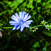 Kornblume (Centaurea cyanus)?