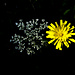 Giersch (Aegopodium podagraria)? und Wiesen-Pippau (Crepis biennis)?