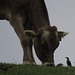 Ein Bild von vor einigen Tagen: Stare mit einer Kuh auf der Weide<br /><br />Una foto presa alcuni giorni fa: alcuni storni con una vacca in pascolo
