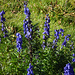 Blauer Eisenhut, die wohl giftigste Pflanze Europas. Aber trotzdem sehr schön