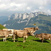 Kühe auf der Altenalp vor Alp Sigel