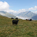 Eringerkühe, im Hintergrund der Aletschgletscher