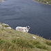 Mangerton Mountain - Blick über die Abbruchkante, über die ein neugieriges Schaf zu uns schaut.