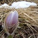 Pulsatilla vernalis - Fior de Pasqua -Frühlings Kuhschelle-Spring Pasqueflower