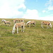 Haflinger-Herde an der Schönwieshütte