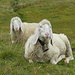 Schafe unter der Hohen Mut