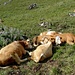 friedliche Begegnung 2