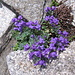 Linaria alpina. Plantaginaceae.

Linaria alpina.
Linaire des Alpes.
Alpen-Leinkraut.