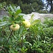  Galle di Rododendro