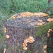 Altholzverwertung durch Pilze