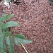 Ameisenhaufen auf der Rossweid