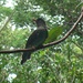 Black Bulbul (Hypsipetes leucocephalus). also known as the Himalayan Black Bulbul, is a member of the bulbul family of passerine birds. It is found in southern Asia from India east to southern China.<br />