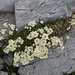 noch ein hübsches Blumenpolster in einem Felsspalt