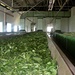 Teefabrik Besichtigung waehrend wir im Urwald sind: hier Gruentee