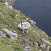Mangerton Mountain - In den Flanken hinunter zur Devil's Punchbowl, teilweise auch an deutlich steileren Stellen als im Bild, tummeln sich einige Schafe und müssen dabei aufpassen, nicht als Einlage in der "Bowle" zu enden.