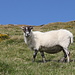 Unterwegs auf Dursey Island (Rückweg) - Immer wieder begegnet man Schafen. Einige "grüßen" lautstark, dieses kaut lieber weiter. 