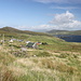 Unterwegs auf Dursey Island (Rückweg) - Ausblick vom Inselsträßchen ("Low Route") über den Weiler Kilmichael. Weiter hinten sind auch die Häuser von Ballynacallagh und der felsdurchsetzte Hügel Knockaree (171 m) zu sehen.