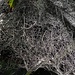 Millionen Wasserperlen aneinander gereiht auf den Spinnweben im Ammerwald<br /><br />Millioni di gocce d`acqua sulla ragnatela nell`Ammerwald