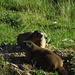 Murmeltierbegrüßung<br /><br />Il saluto delle marmotte