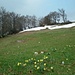 Osterglocken, letzte Schneereste vor dem höchsten Punkt 1383 m
