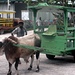 Ox-cart taxi auf La Digue. Fuer die Tauchausruestung ;-)) 