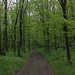 Aufstieg durch Wald zum Dealul Bălăneşti.