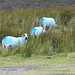 Im Aufstieg zum Carrauntoohil - Auch heute treffen wir wieder zahlreiche Schafe. <br />Übrigens: So sieht es aus, wenn man nach der Haarfärbung gleich in den Regen geht ;-).