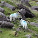 Im Aufstieg zum Carrauntoohil - Immer wieder treffen wir auf Schafe. Ansonsten sind wir im Coomloughra Glen und während des Aufstiegs via "Black Mare Ascent" völlig allein. Erst am Gipfel treffen wir dann weitere Berggänger, die meist bei Cronin's Yard gestartet sind.