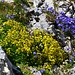 Steinbrech (gelb) und Glockenblumen (blau)