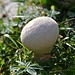 Pilz oder Golfball inkl. Abschlagvorrichtung