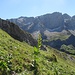 Verblühter Gelber Enzian vor Braunarlspitze (links) und Hochlichtspitze (rechts)