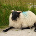 Nach vielen frustrierenden Versuchen gelang es endlich, eines dieser Schafe abzulichten. Vielleicht war es nur erschöpft. Das zurückgebogene Vorderbein? Ist es verletzt oder nur lässig?