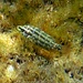 Pesce delle praterie (Symphodus roissali)