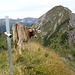 Auch direkt am Gipfelkreuz befindet sich eine Kuh, sie weicht uns aber bald....